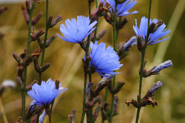 Chicory flowers in vibrant bloom, shining brightly in a wild landscape