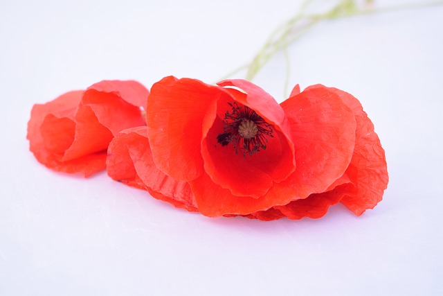 red poppy flower