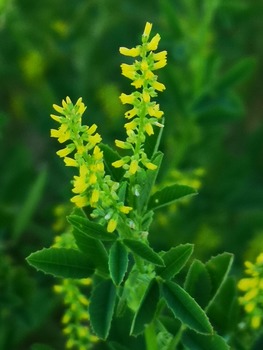 yellow sweet clover leaves and flowers