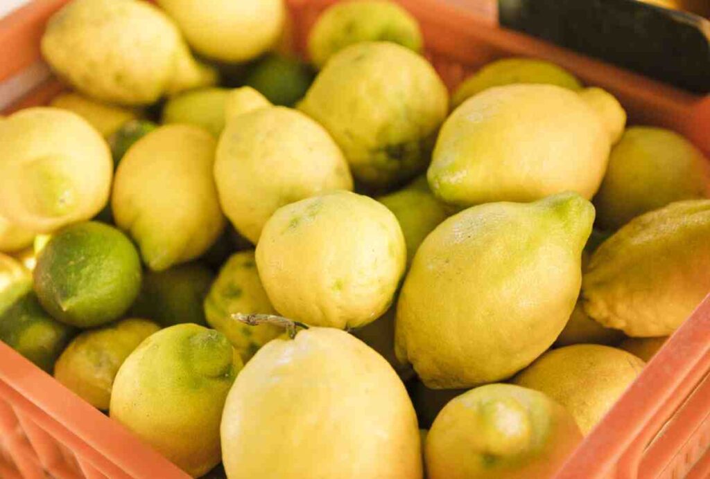 citrus lemon : l'hamed