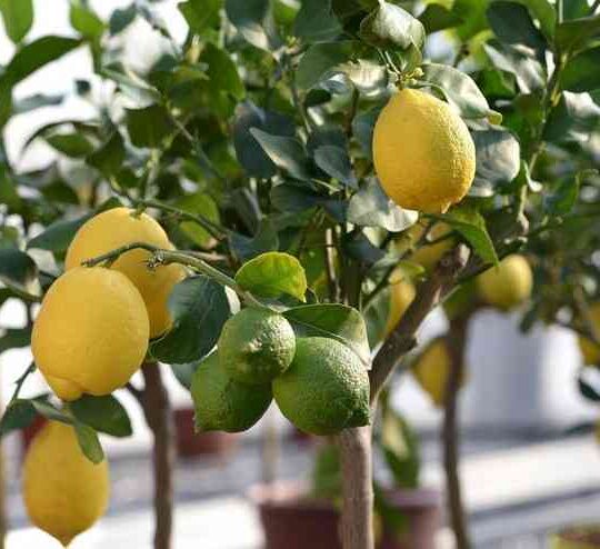 CITRUS LIMON