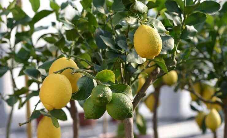 CITRUS LIMON