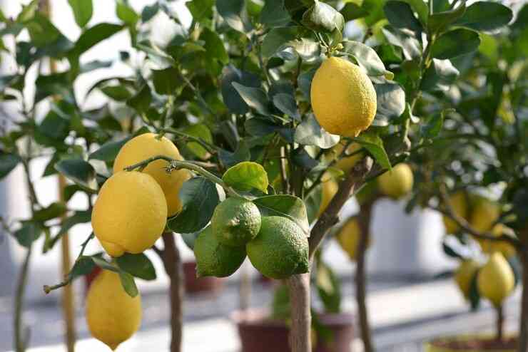 CITRUS LIMON