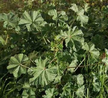 MALVA SYLVESTRIS OR Common Mallow