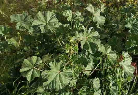 MALVA SYLVESTRIS OR Common Mallow