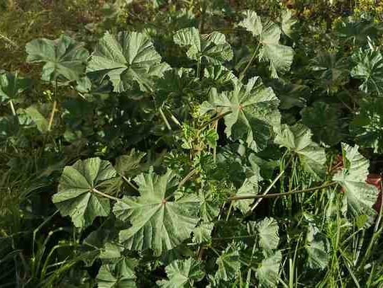 MALVA SYLVESTRIS OR Common Mallow