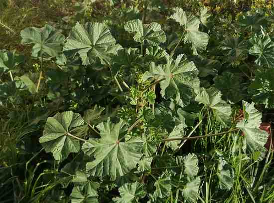 MALVA SYLVESTRIS OR Common Mallow