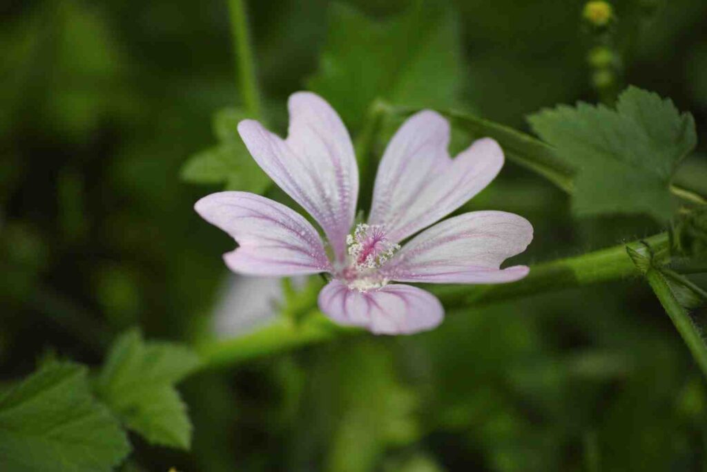 MALVA SYLVESTRIS