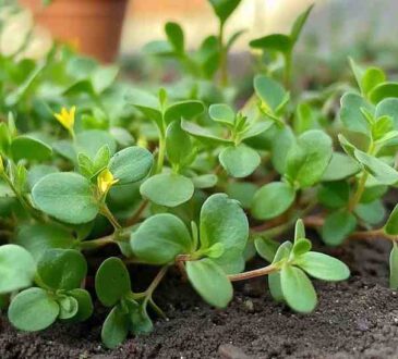 PURSLANE Portulaca olerace