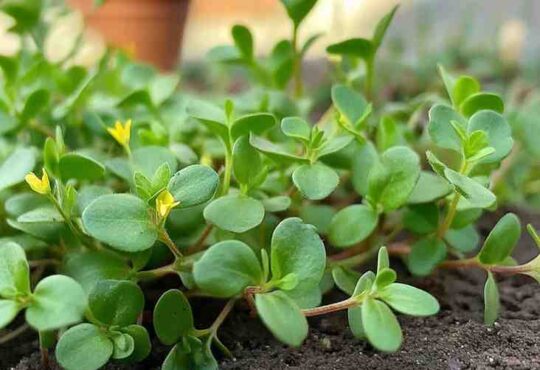 PURSLANE Portulaca olerace