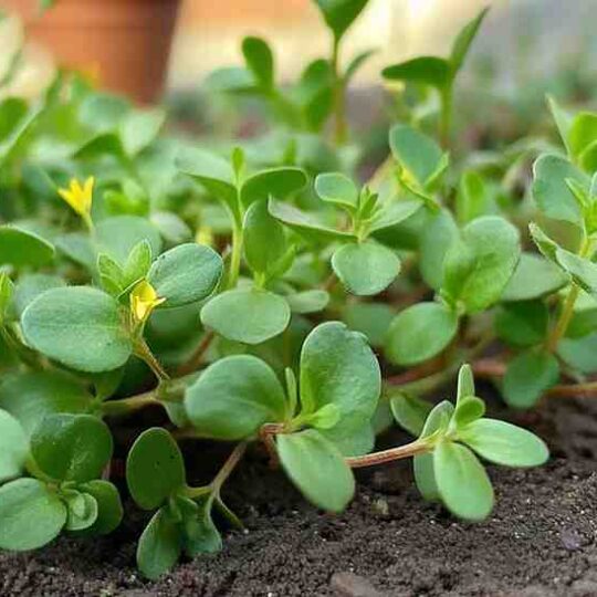 PURSLANE Portulaca olerace