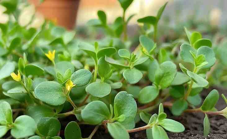 PURSLANE Portulaca olerace