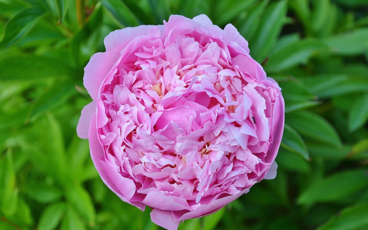 rosa damascena