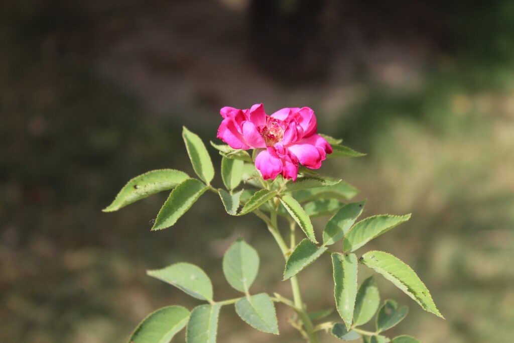 damask-rose